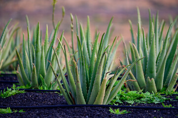 Aloe vera plantation, cultivation of aloe vera, healthy plant used for medicine, cosmetics, skin care, decoration