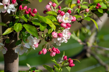 Spring pink blossom of apple trees in orchard, fruit region Haspengouw in Belgium, close up