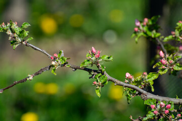 Spring pink blossom of apple trees in orchard, fruit region Haspengouw in Belgium, close up