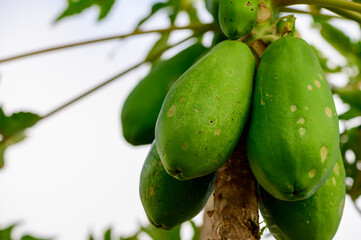 Tropical green papaya fruits hanging on tree