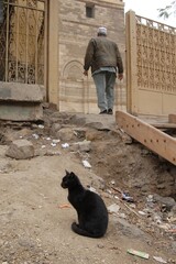 エジプト・カイロのストリートで暮らす猫 （2007年1月）