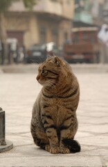 エジプト・カイロのストリートで暮らす猫 （2007年1月）