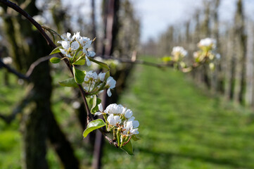 Spring white blossom of pear fruit trees in orchard, Sint-Truiden, Haspengouw, Belgium