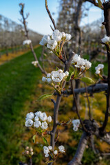 Spring white blossom of pear fruit trees in orchard, Sint-Truiden, Haspengouw, Belgium