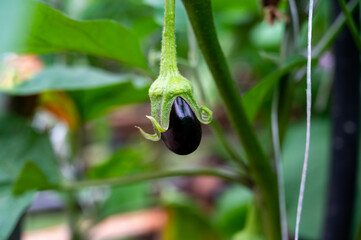 Dutch organic greenhouse farm with rows of eggplants plants with ripe violet vegetables and purple...
