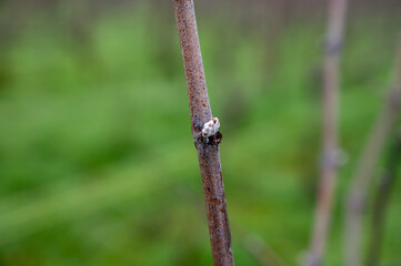 View of Champagne gran cru vineyards near Bouzy village at winter, Champagne, France