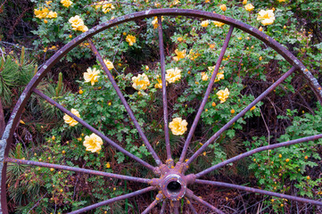 Antique Wheel with Rose Bush