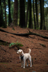 Dog in the forest. Pet in nature. Dog sitting in the sunbeam in the forest. Puppy concept in nature-2