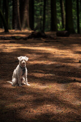 Dog in the forest. Pet in nature. Dog sitting in the sunbeam in the forest. Puppy concept in nature-2