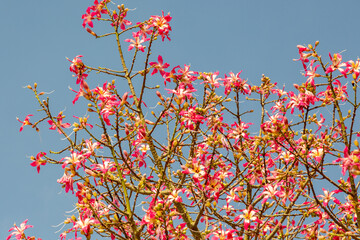 Spring flowers on a blossoming tree against the sky