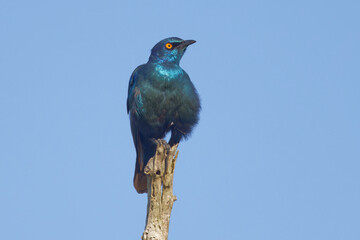 Burchell's Starling in Kruger Park South Africa