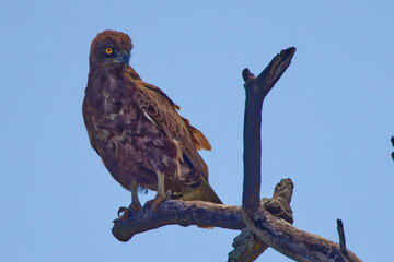 Brown snake eagle in Kruger Park South Africa