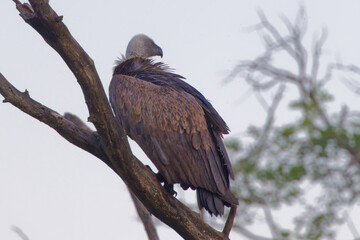 Hooded vulture in Kruger Park South Africa