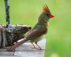 Female Cardinal Perched