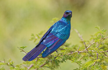 Burchell's Starling in Kruger Park South Africa