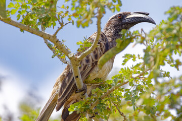 African Grey Hornbill in Kruger Park South Africa © Jeff