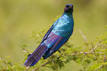 Burchell's Starling in Kruger Park South Africa