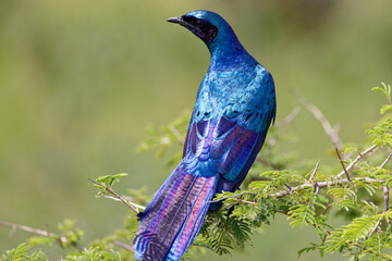 Burchell's Starling in Kruger Park South Africa