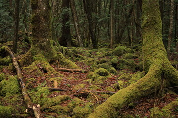 樹海の風景