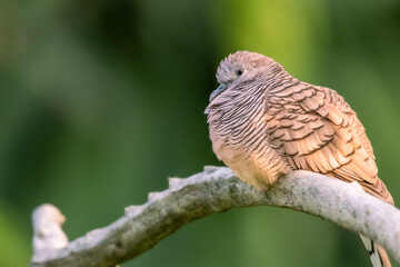 close-up of zebra dove perching on branch