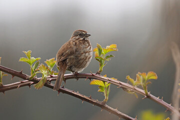 Song Sparrow perched on blackberry cane with light background