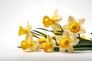 Fototapeta na wymiar daffodils in vase