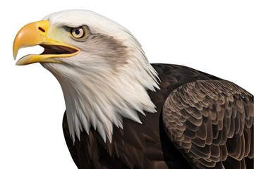 Obraz premium bald eagle isolated on white