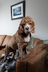 Photo of a cocker spaniel dog standing up on a couch. There is a thrown pillow and blanket also on the couch. The colour of the couch is the same as the dog's fur. This was taken in the living room.
