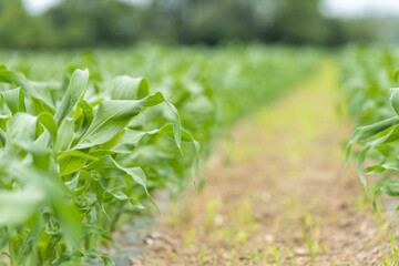 畑で育つとうもろこし畑