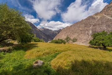 Fototapeta premium buckwheat flower field behind are mountains and cloudy sky in Thang village. Thang is a part of Turtuk village, which was under Pakistan's control until 1971, after which India gained control of it.