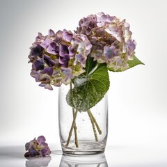 Hydrangeas in a tall slim vase