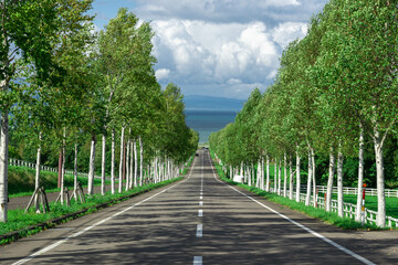 白樺並木と直線道路