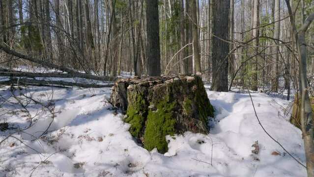 Southern Urals, tinder mushrooms on the tree stump.