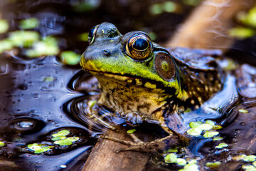 A northern leopard frog, Lithobates pipiens or Rana pipiens, in a wetland near Culver, Indiana