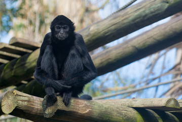 black monkey seated on trunk at lisbon zoo staring at the viewer with agressive look