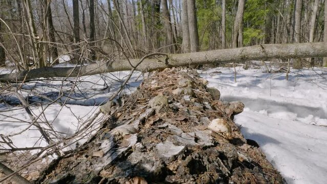 Southern Urals, tinder mushrooms on the trunk of a fallen birch.