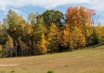 Autumn landscape photo. The trees are on a hill. This was taken in Ottawa, Canada.