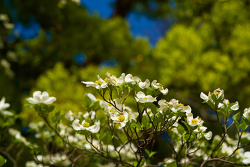 The spring scenery in a park in Tokyo:

In the fresh green month of April, beautiful flowers and freshly sprouted young leaves with budding eyes grow in the blue sky, making it a beautiful sight. 