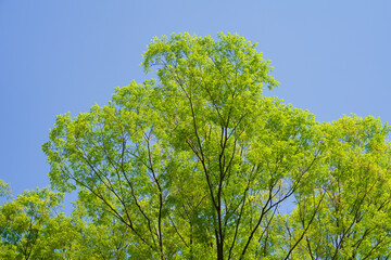 The spring scenery in a park in Tokyo:

In the fresh green month of April, beautiful flowers and freshly sprouted young leaves with budding eyes grow in the blue sky, making it a beautiful sight. 