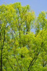 The spring scenery in a park in Tokyo:

In the fresh green month of April, beautiful flowers and freshly sprouted young leaves with budding eyes grow in the blue sky, making it a beautiful sight. 