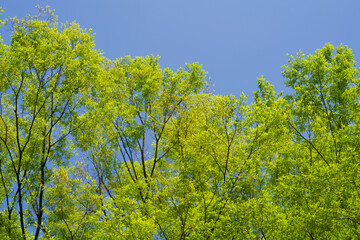 The spring scenery in a park in Tokyo:

In the fresh green month of April, beautiful flowers and freshly sprouted young leaves with budding eyes grow in the blue sky, making it a beautiful sight. 