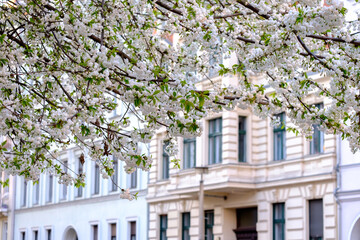 Cherry blossom with white flowers close to the facade of a residential house.