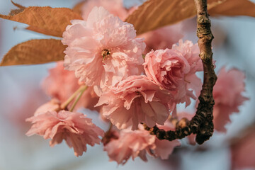 Pink flowers of blooming sakura closeup.