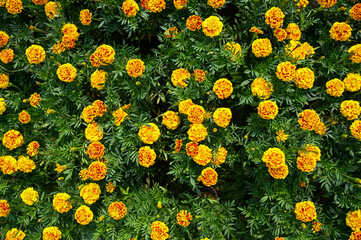 Fototapeta na wymiar marigold flower blossom on the garden, flower yellow and orange marigold flowers for decorate garden