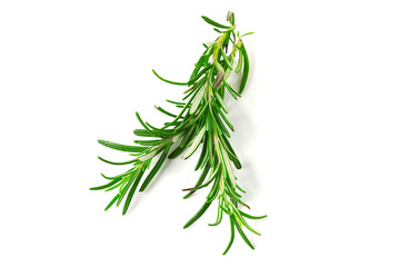 Fresh green sprig of rosemary isolated on a white background. green natural spices