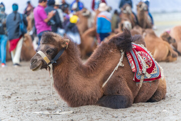 cute camels portrait in Hunder village at the Leh district of Ladakh, India famous for Sand dunes, Bactrian camels. - obrazy, fototapety, plakaty