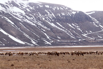 venados Elk (wapity)