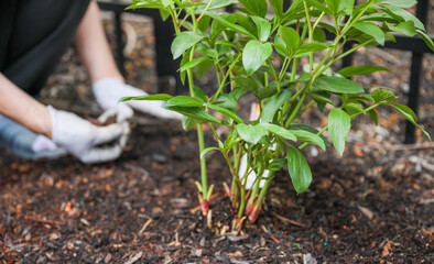 Gardening tools like trowels, spades, and shovels are essential for yard work, pulling weeds, and...