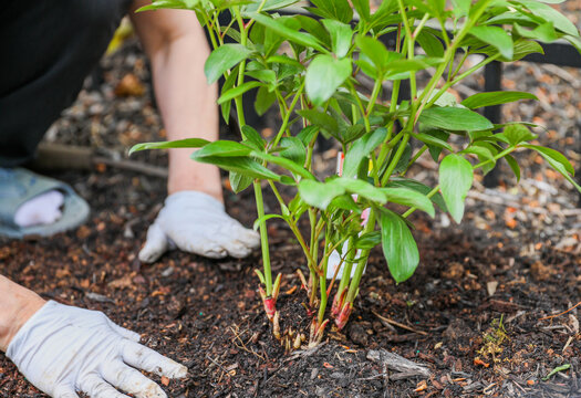 Gardening tools like trowels, spades, and shovels are essential for yard work, pulling weeds, and garden maintenance. Symbolizing hard work, creativity, and environmental stewardship