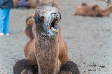 cute camels portrait in Hunder village at the Leh district of Ladakh, India famous for Sand dunes,...